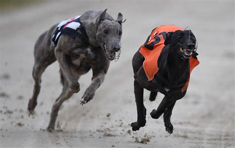 <b>Greyhound</b> racecards for all today and tomorrow's <b>greyhound</b> <b>racing</b> in the UK and Ireland. . Racing post greyhounds results